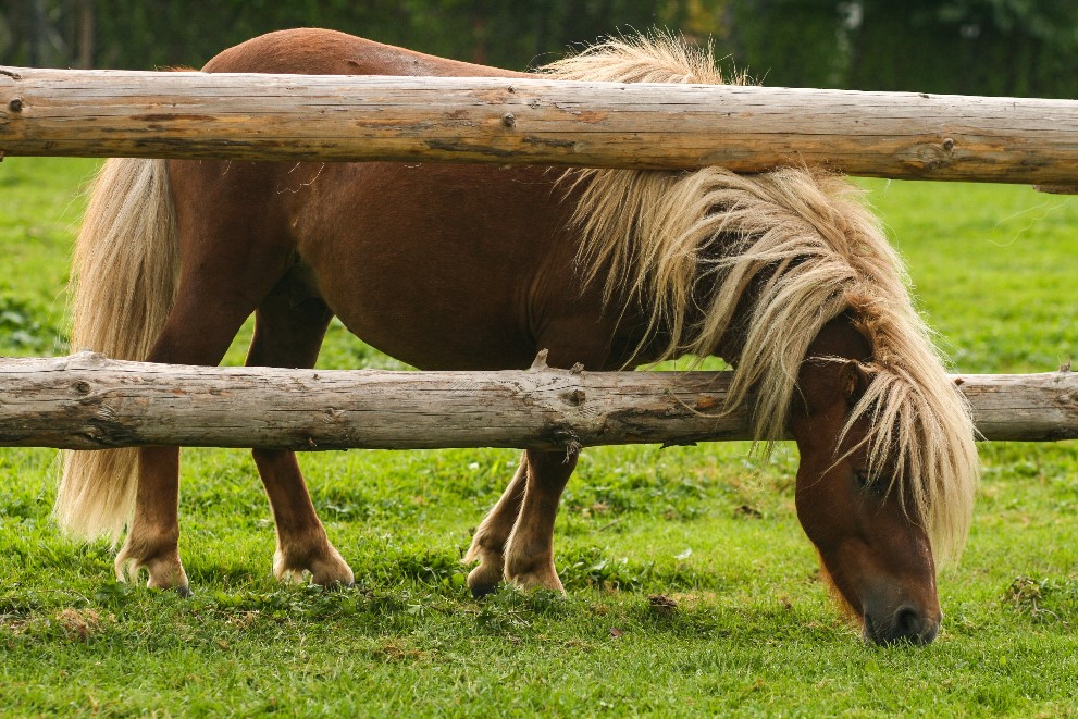 Pony eating grass