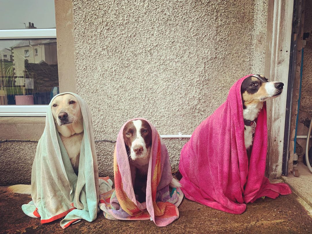 Three wet dogs in towels