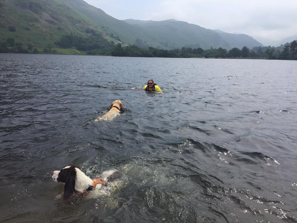 Dogs swimming in Derwentwater