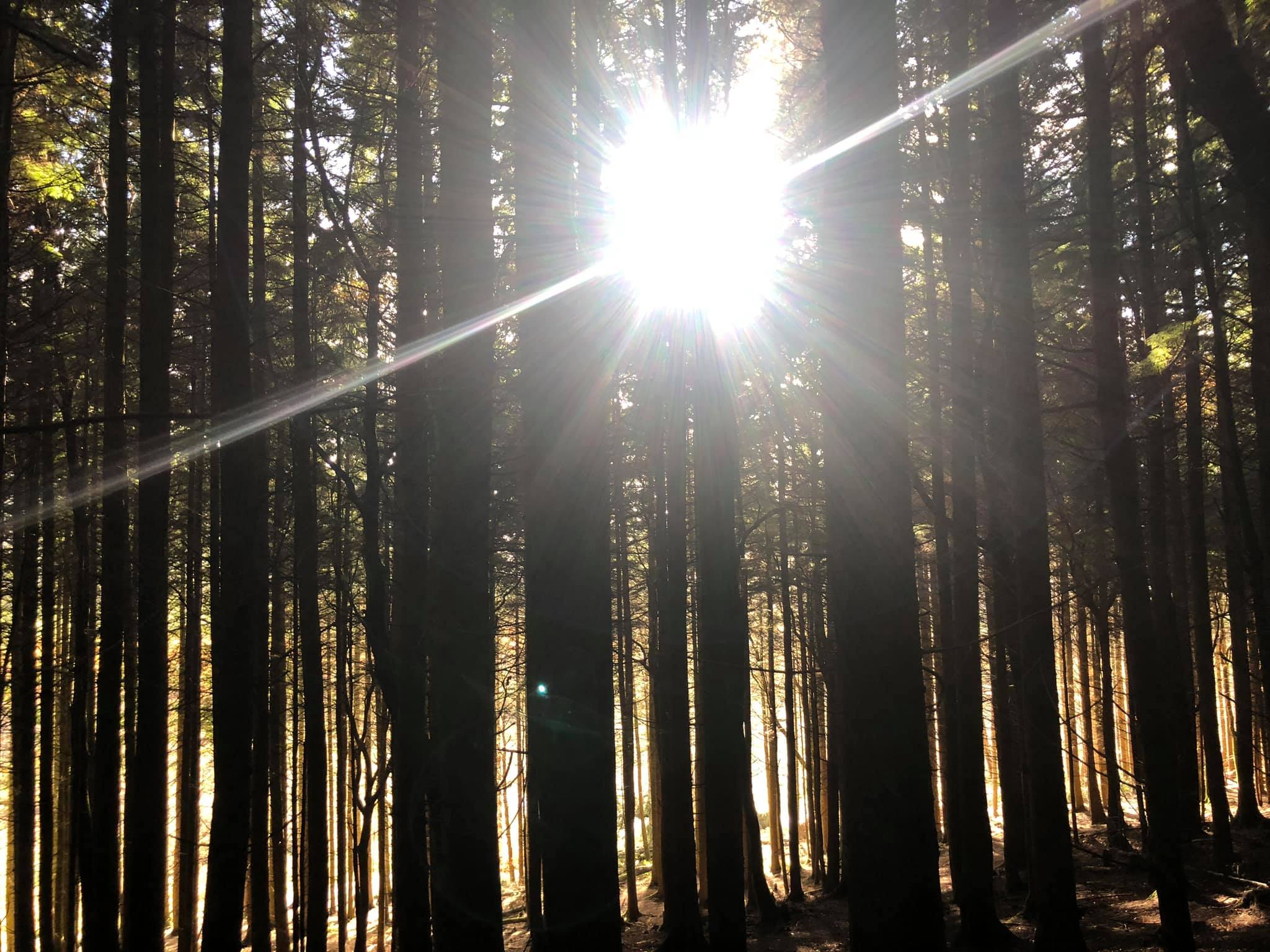 Sunlight through the trees in Whinlatter Forest